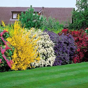 Top 10 Common Flowering Bushes Garden And Blooms Artofit