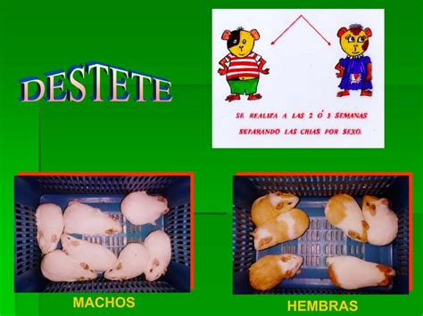 Crianza Y Manejo De Cuyes Presentacion Ppt