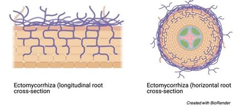 What is Symbiosis? Definition, Types and Examples