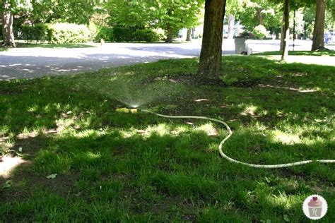 Tips For Reseeding A Lawn Hoosier Homemade