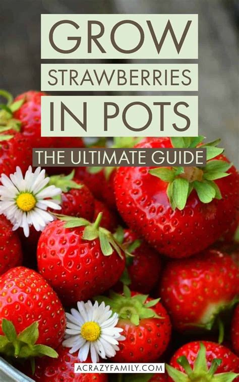 The Complete Guide To Growing Strawberries In Containers Strawberries