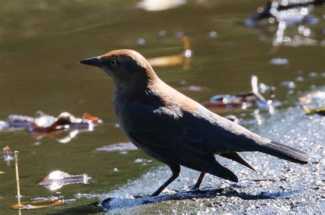 The Vineyard Gazette Marthas Vineyard News Blackbird Decline