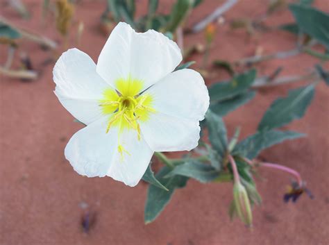 Dune Primrose Photograph By Loree Johnson Fine Art America