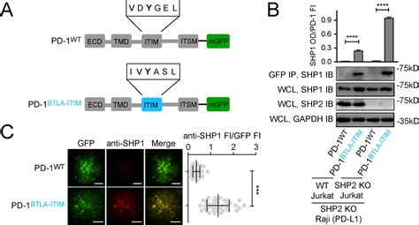 Molecular Features Underlying Differential SHP1 SHP2 Binding Of Immune