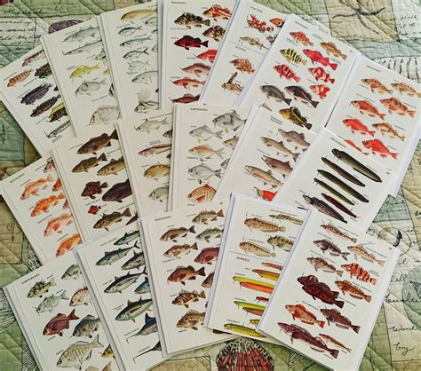 Marine Fish Field Guide Fish Identification 5x7 Blank - Etsy