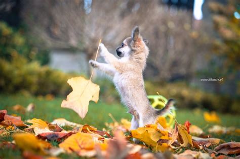 Chihuahua długowłosy wyjątkowy piesek z rodowodem FCI paszport