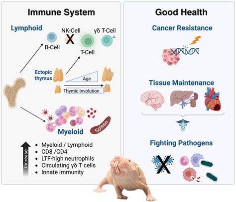 Longevity Through Immunity The Unusual Naked Mole Rat Immune System GeroScience
