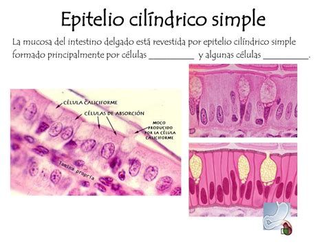 Epitelio Cilíndrico Simple Intestino