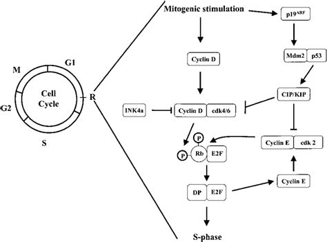 The Rb Cell Cycle Checkpoint Figure 2 Relationship Between Cell