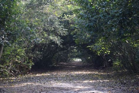 Exploring the mangroves of Bhitarkanika, Odisha – Queen of Treasures