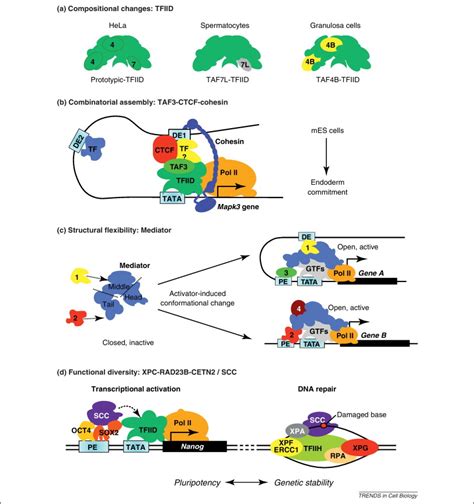 Transcriptional Regulation By Coactivators In Embryonic Stem Cells