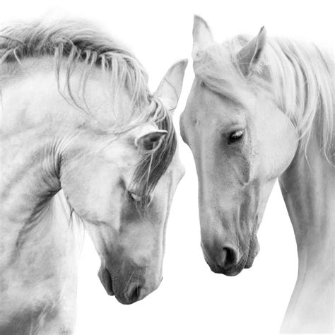 Horse Wall Art | Prints, Framed Prints And Multi Panel Art