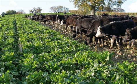 Top Tips For Grazing Fodder Beet Farm News Farmers Guardian