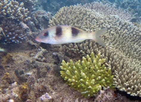 Coral Symbiont Genome Decoded For First Time | Asian Scientist Magazine ...