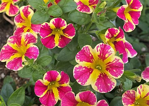 Calibrachoa Hybrids Are Fun Garden Choices Mississippi State