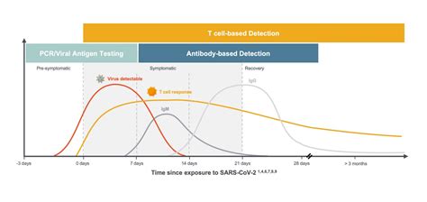 The Case For T Cells Understanding Exposure And Immunity To Covid 19