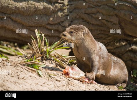 North American River Otter Lontra Canadensis Feeding On Fish On A River