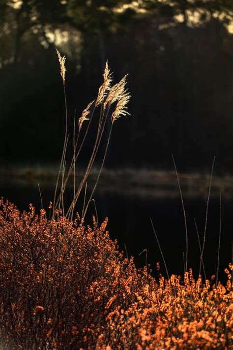 Natuurfotografie In Oisterwijkse Vennen En Bossen Fotograferen Met N