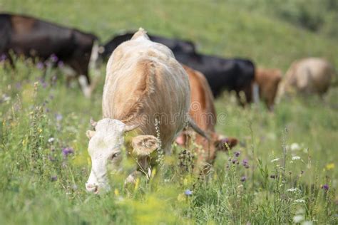 Una Manada De Las Vacas Que Comen La Hierba En Un Prado Verde Imagen De