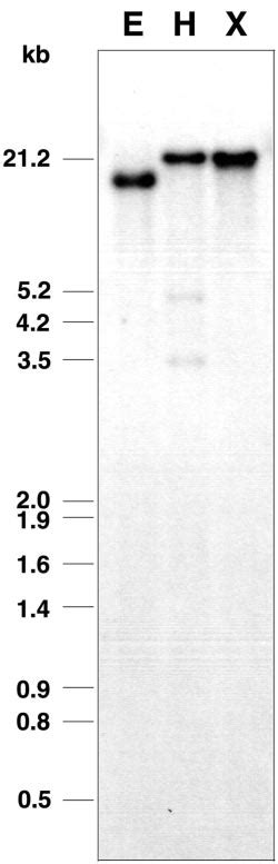 Genomic Southern Blot Analysis Ten Micrograms Of Dna Were Digested