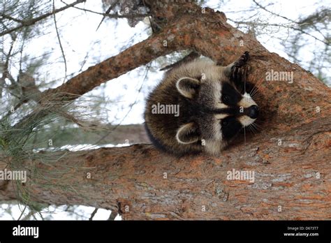 Raccoon In Tree Hi Res Stock Photography And Images Alamy