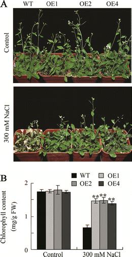 Salt Tolerance Analysis Of Tanas D Transgenic Plants During The Adult