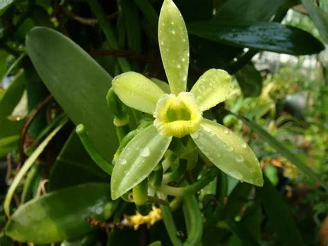 Vanilla Planifolia A Orqu Dea Da Baunilha E Seu Cultivo Encantador