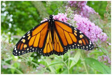 Male Monarch Butterfly Danaus Plexippus Showing The Distinctive