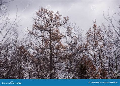 Naked Birch Tree With Rare Small Brown Leaves In The Fall Forest