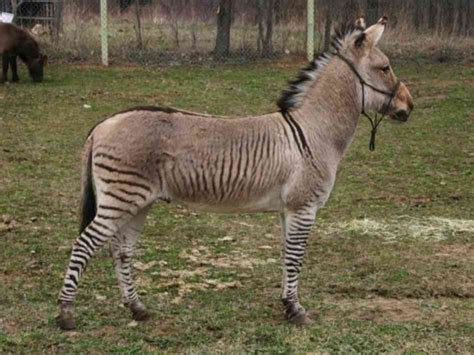 10 Incredible Hybrid Animals You Wouldn’t Believe Exist. (PHOTOS ...