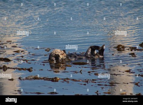 California Sea Otter Stock Photo Alamy