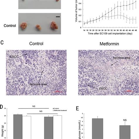 Metformin Inhibited The Growth Of Ec Cell Xenografts In Nude