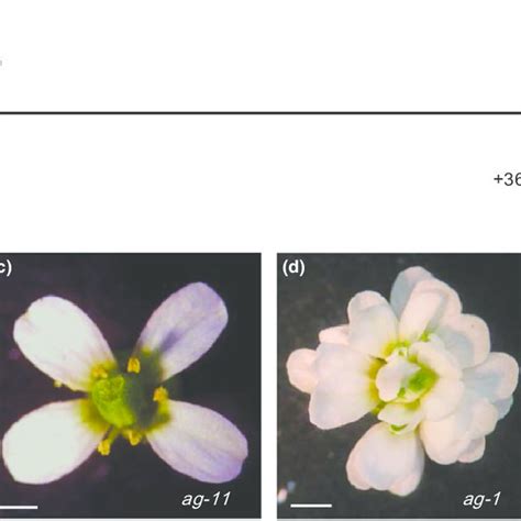 Diagram Of The Arabidopsis Thaliana Agamous Ag Gene And Phenotypes Of