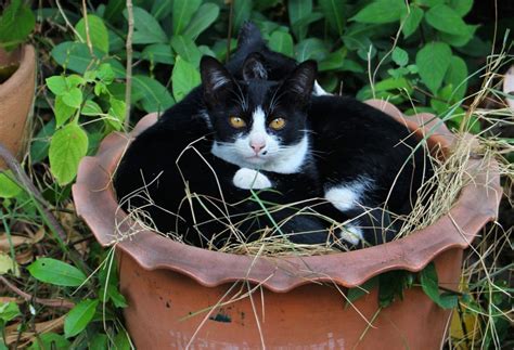 Free Picture Cute Nature Cat Black Kitten Animal Feline Kitty