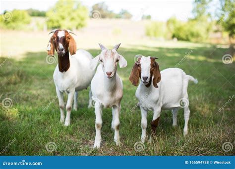 Group Of Cute Baby Goats In A Grassy Field At The Time Of Pasture Stock