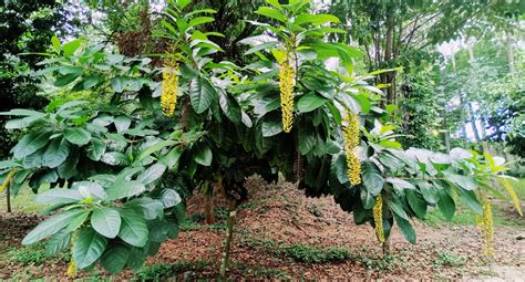 Lofantera da Amazônia planta conhecida como chuva de ouro