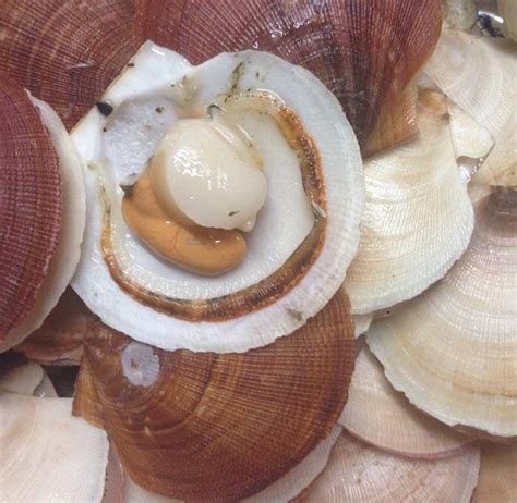 Scallops in Shell | Live Scallops | Seacore Seafood Products