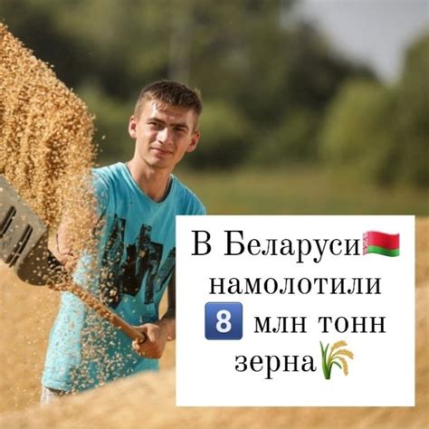 💥🇧🇾В Беларуси зерновые и зернобобовые культуры | Беларусь Сегодня