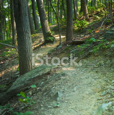 Winding Forest Path Stock Photo | Royalty-Free | FreeImages