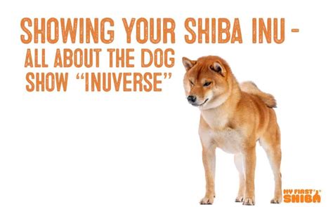 Showing Your Shiba Inu All About Shibas In The Dog Show “inuverse