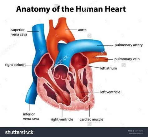 External Structure Of Human Heart Anatomy