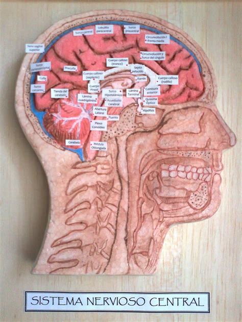 Maquetas Y Arte 2012 Maqueta Del Sistema Nervioso Proyectos De Arte