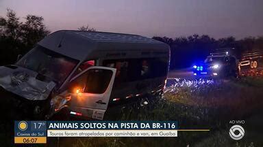 Bom Dia Rio Grande Touros Soltos Na Pista Causam Acidentes Na Br