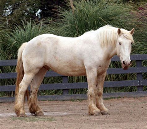 4 of the World's Rarest Horses Breeds - PetHelpful