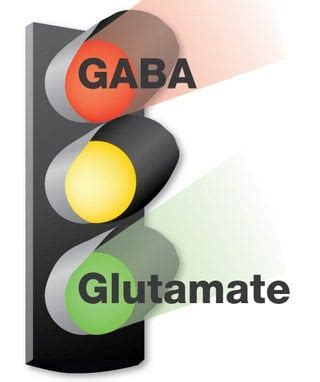 Balancing Your Glutamate Neurotransmitter Level Naturally | Be Brain Fit