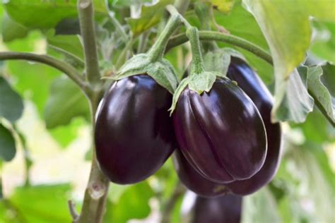 Solanum Melongena Eggplant