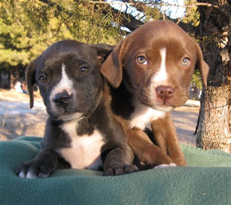 Baby Girl the Labrador Retriever Mix ~ DogPerDay ~ Cute puppy pictures ...