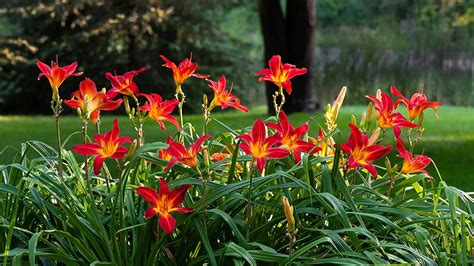 How To Keep Daylilies Blooming All Summer: Tips For Re-Bloom ...