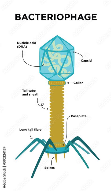 Flat Illustration Of Bacteriophage Structures And Anatomy Labeled With