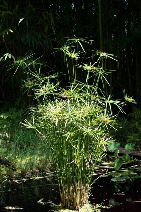 Aquatic Umbrella Plant Cyperus Alternifolius Growing In A Pool Of